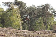 Gypaetus barbatus