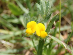 Lotus angustissimus
