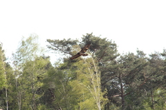 Gypaetus barbatus
