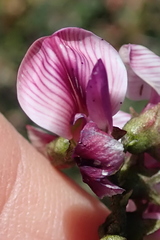 Lessertia macrostachya