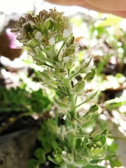 Lepidium hirtum
