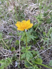 Trollius ranunculinus