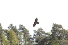 Gypaetus barbatus