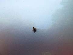 Harmonia axyridis