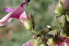 Lessertia macrostachya