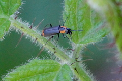 Malachius thevenetii
