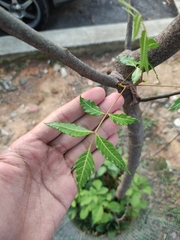 Azadirachta indica