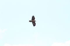 Gypaetus barbatus