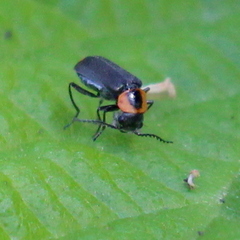 Malachius thevenetii