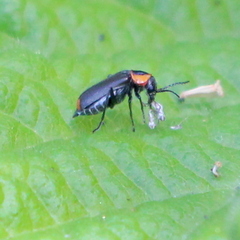 Malachius thevenetii