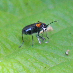Malachius thevenetii