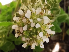 Lepidium hirtum
