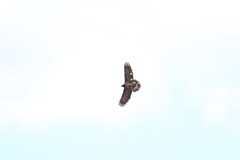 Gypaetus barbatus