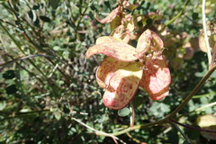 Lessertia macrostachya