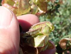 Lessertia macrostachya