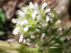 Lepidium hirtum