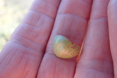 Lessertia macrostachya