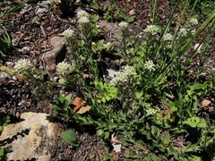 Lepidium hirtum