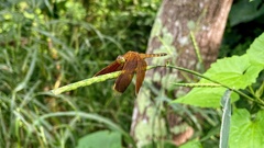 Neurothemis terminata
