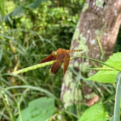 Neurothemis terminata