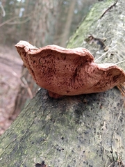 Hapalopilus rutilans