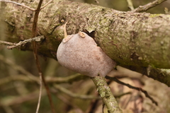 Fomitiporia hippophaeicola