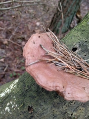 Hapalopilus rutilans