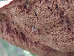 Hapalopilus rutilans