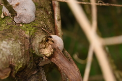 Fomitiporia hippophaeicola