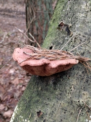 Hapalopilus rutilans