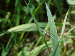 Platycnemis pennipes