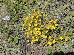 Potentilla heptaphylla