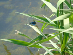 Calopteryx splendens