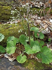 Petasites albus
