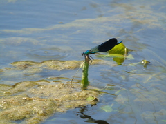 Calopteryx splendens
