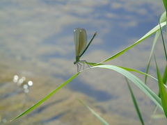 Calopteryx splendens