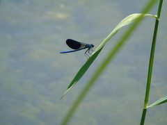 Calopteryx splendens