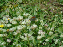 Coenonympha pamphilus