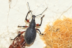 Otiorhynchus cardiniger
