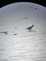 Calidris