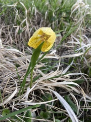 Fritillaria collina