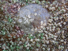 Anomia ephippium