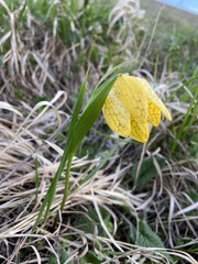 Fritillaria collina