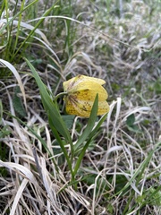 Fritillaria collina