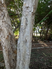 Apoplanesia paniculata