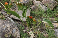 Arum pictum