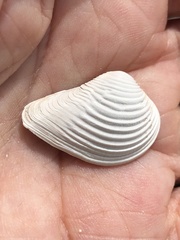 Anomalocardia cuneimeris