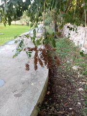 Apoplanesia paniculata