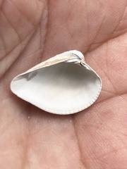 Anomalocardia cuneimeris