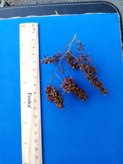 Apoplanesia paniculata